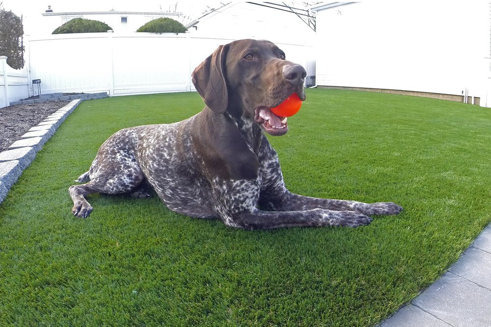 Charlotte artificial turf for dogs